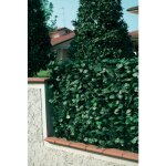 Clture en pvc avec feuilles de laurier h. 150 l. 2000 cm