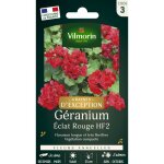 G�ranium eclat rouge hf2 - graines d'exception vilmorin