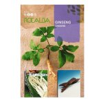 Ginseng graines de baccalaureat 4 graines - rocalba