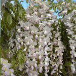 Glycine du japon lipstick ? fleurs pourpre intense jusqu'� 50 cm ? plante grimpante pour pergolas et ...