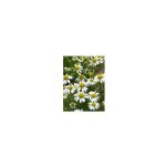 Camomille allemande (matrica chamomilla) - 3g