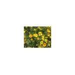 Eschscholzia g�ant de californie orange - 1g