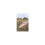 Haricot nain � �cosser flageolet blanc de flandres - 90g