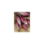 Oignon rouge long doux de florence - 4g