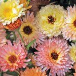 Graines calendula officinalis pacific beauty 1000 graines ? non ogm ? fleurs color�es ? id�al jardin, ...