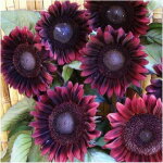 Graines tournesol noir 500 ? semences fleurs ext�rieur, id�al pour massifs et bordures