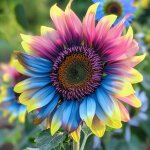 Graines tournesol rare 500 ? fleurs jardin pour massifs, bordures et culture en pot