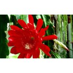 Vivaio garden forest ? grande plante �piphyllum � fleurs rouges ? hauteur 60 cm ? en panier 18 cm ? pour ...