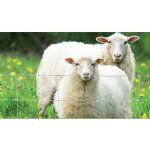 Moreda riviere - grillage nou� l�ger 95 / 9 / 15 type 'mouton' - galvanisation riche - rouleau de 50 ...