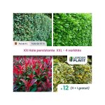 Leaderplant. com - haie persistante 4 saisons xxl - lot de 12 pots de 4 l
