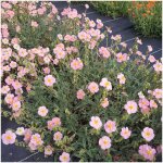 H�lianth�me anjou / lot de 5 godets