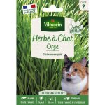 Herbe � chat (orge) - grand mod�le vilmorin