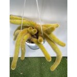 Vivaio garden forest - hildewintera aureispina plante succulente pendante � queue d'or pot photo r�el ...