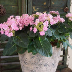 Hortensia macrophylla you&me® romance 'rie 09' / pot de 1, 5l Hortensia macrophylla you&me® romance 'rie 09' / pot de 1, 5l