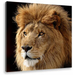 Tableau animaux crinière du roi lion - 50x50 cm Tableau animaux crinière du roi lion - 50x50 cm