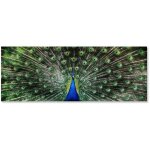 Tableau argos yeux de paon - 80x30cm - made in france