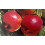Vivaio garden forest - independence walnut peach - arbre fruitier photos réelles Vivaio garden forest - independence walnut peach - arbre fruitier photos réelles
