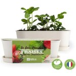 Radis et capucine - jardinire en bambou - fraisier