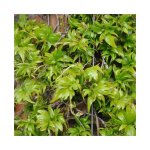 Vigne vierge japonaise'lowii' - parthenocissus 3l Vigne vierge japonaise'lowii' - parthenocissus 3l