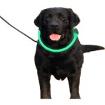 Jormftte - collier de chien led � clip r�glable, rechargeable par usb, collier de chien lumineux pour ...