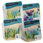 Kit de 2 plantes aquatiques - bassin et fontaine - acorus