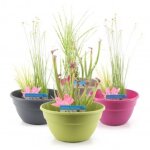Kit de 3 plantes aquatiques en mini - bassin - gris anthracite