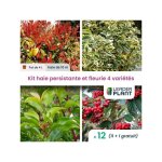 Kit haie persistante et fleurie - 4 varits - lot de 12 pots de 4 l