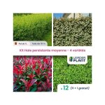 Leaderplant. com - kit haie persistante moyenne - 4 varits - lot de 12 pots de 1 l