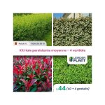 Kit haie persistante moyenne - 4 varits - lot de 44 pots de 1 l