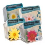 Kit n�nuphar - plante aquatique pour bassin - blanc
