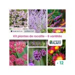 Leaderplant. com - kit rocaille mellifre - 6 varits - lot de 12 godets