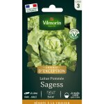 Laitue pomm�e sagess - graines d'exception vilmorin