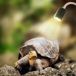 Lampe chauffante - acier - tortue - 25w - uva uvb - rotation 360�