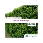 Leaderplant. com - 11 x laurier du portugal en pot de 4 l Leaderplant. com - 11 x laurier du portugal en pot de 4 l