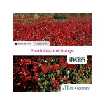 Leaderplant. com - 11 x photinia carr rouge en godet