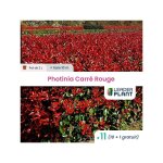 Leaderplant. com - 11 x photinia carr rouge en pot de 2 l