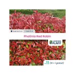 Leaderplant. com - 11 x photinia red robin en godet