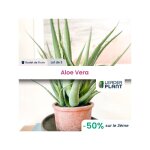 3 x aloe vera en godet 3 x aloe vera en godet