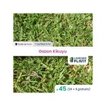 Leaderplant. com - 45 x gazon kikuyu en godet