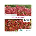 Leaderplant. com - 50 x photinia red robin en godet