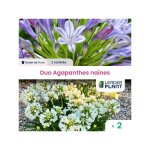 Duo d'agapanthes naines - 2 plantes en godet Duo d'agapanthes naines - 2 plantes en godet