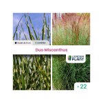 Leaderplant. com - duo de miscanthus - lot de 22 godets Leaderplant. com - duo de miscanthus - lot de 22 godets