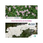 Leaderplant. com - duo verveine et achillée - 2 variétés - lot de 6 godets Leaderplant. com - duo verveine et achillée - 2 variétés - lot de 6 godets