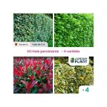 Leaderplant. com - haie persistante 4 saisons xxl - lot de 4 pots de 4 litres