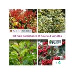 Leaderplant. com - kit haie persistante et fleurie - 4 varits - lot de 4 pots de 4 l