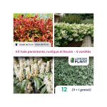 Leaderplant. com - kit haie persistante, rustique et fleurie - 4 varits - lot de 12 godets