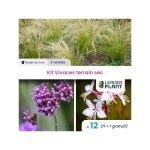Leaderplant. com - kit plantes vivaces terrain sec - 3 variétés - lot de 12 godets Leaderplant. com - kit plantes vivaces terrain sec - 3 variétés - lot de 12 godets