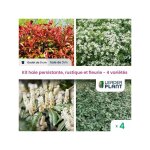 Leaderplant. com - kit haie persistante, rustique et fleurie - 4 varits - lot de 4 godets