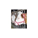 Licol comice en nylon kerbl couleur rouge Licol comice en nylon kerbl couleur rouge