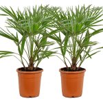 Lot de 2 - chamaerops humilis - palmier nain europen - palmier rustique - plantes de jardin - 70 - 80 ...